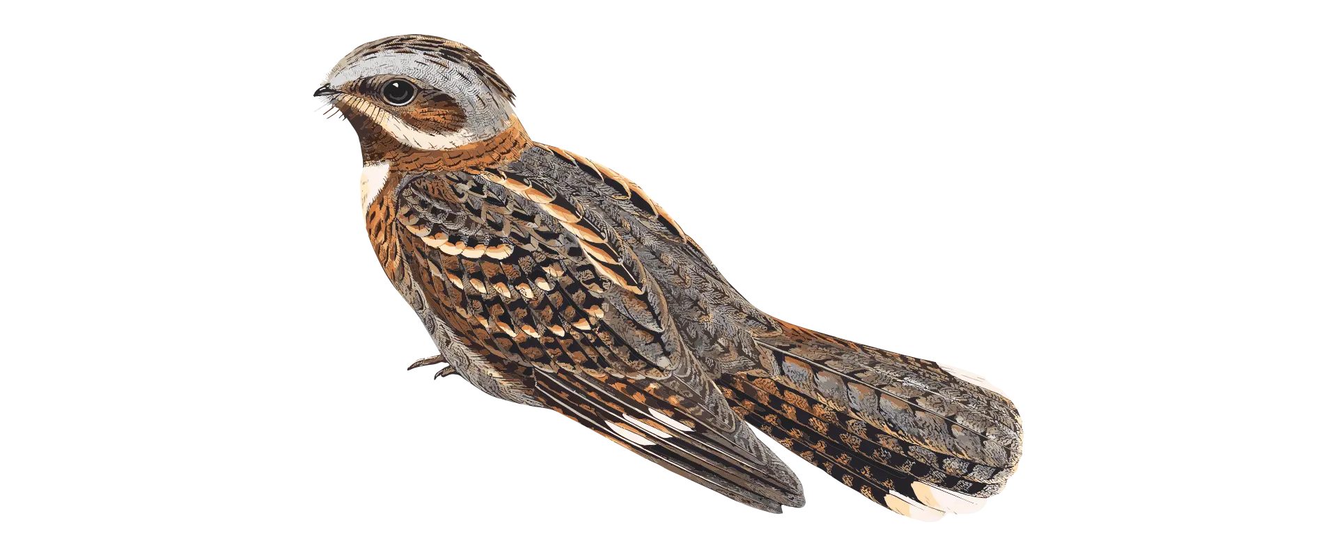 BACURAU