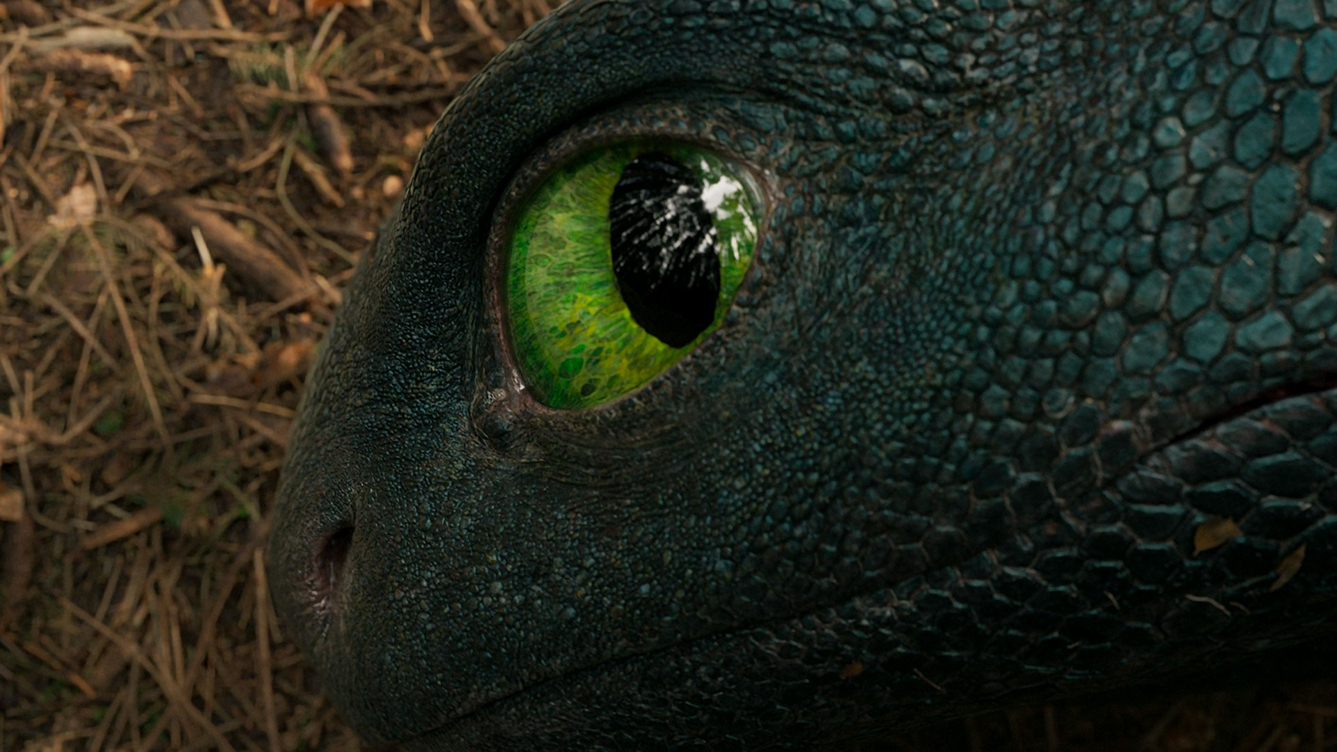 How To Train Your DRAGON