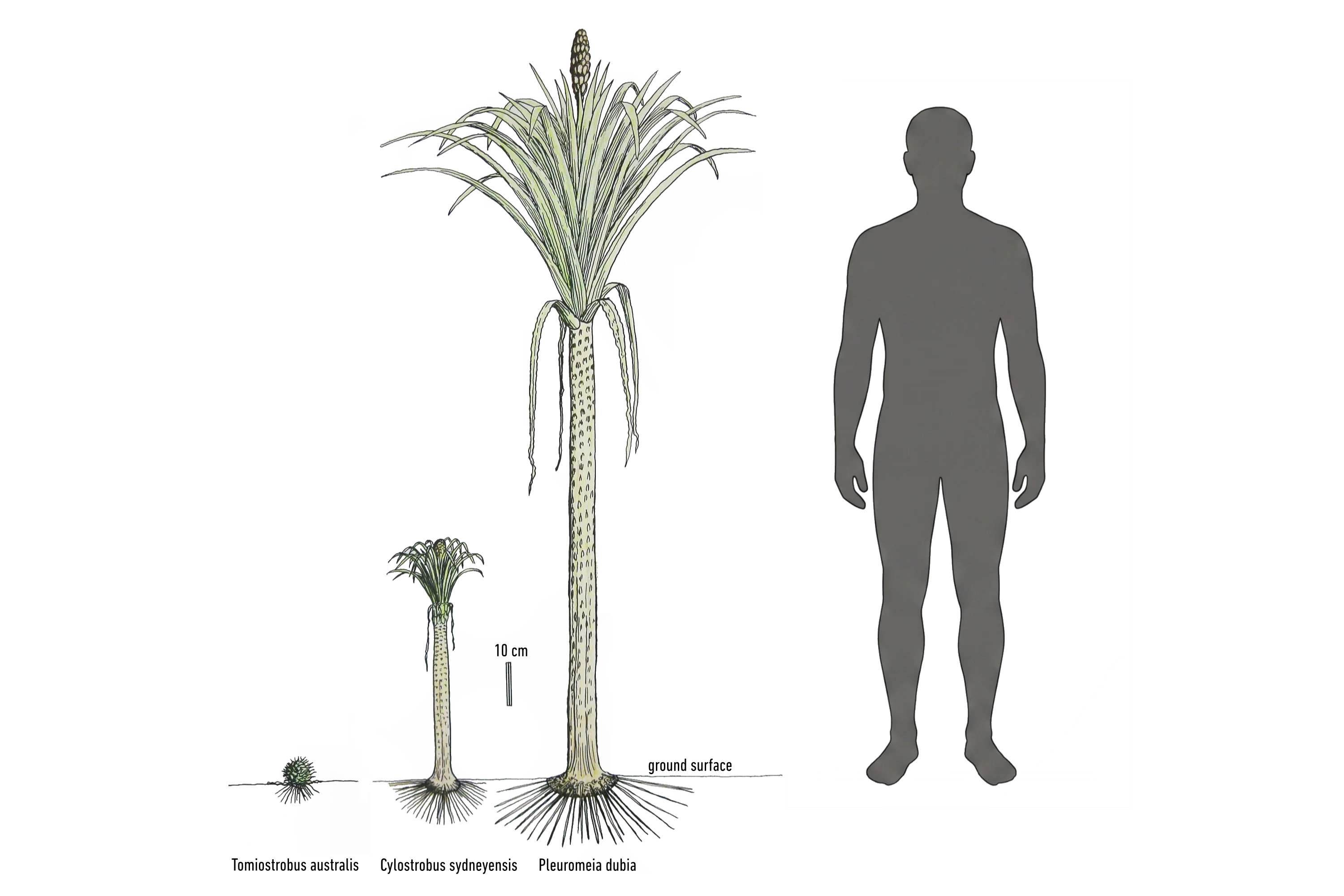 Pleuromeia