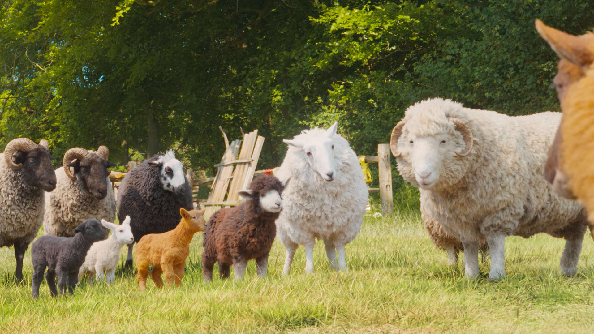 The SHEEP DETECTIVES